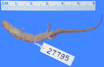 Media type: image; Herpetology A-27795